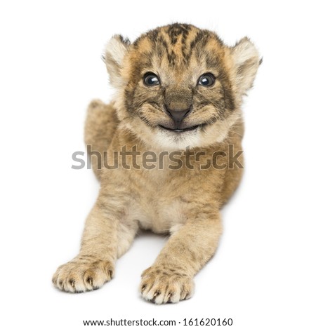 Front view of a happy Lion cub lying, 16 days old, isolated on white