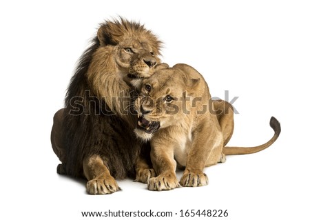 Lion and lioness cuddling, lying, Panthera leo, isolated on white