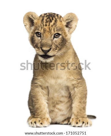 Lion cub sitting, 7 weeks old, isolated on white