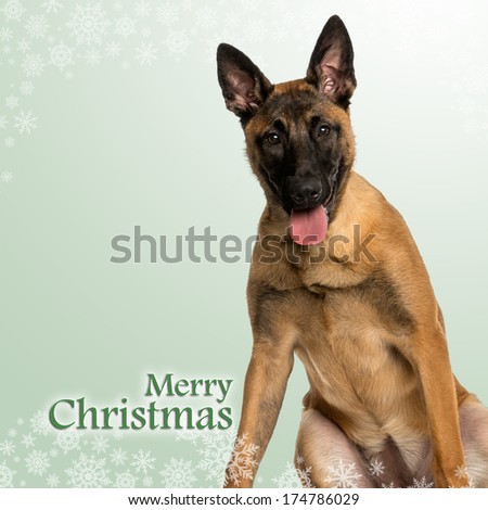 Belgian Shepherd Dog puppy panting, on a christmas background