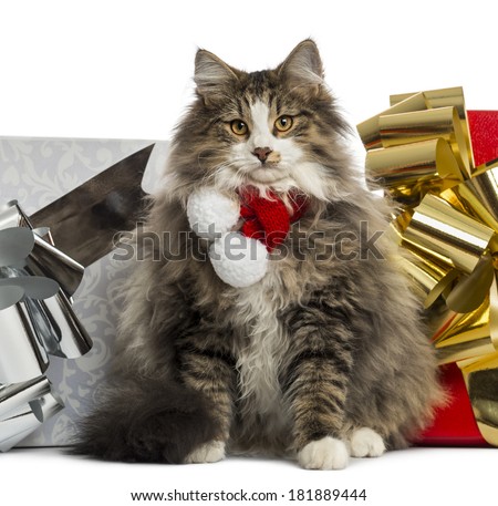 Norwegian Forest cat wearing a christmas scarf, with present boxes, isolated on white