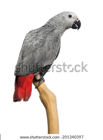 African Grey Parrot (3 months old) perched on a branch, isolated on white