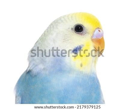 Similar – Image, Stock Photo Close-up of a parakeet inside the cage