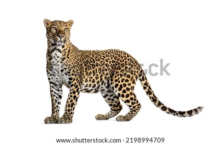 Portrait of leopard standing a looking away proudly, Panthera pardus, against white background