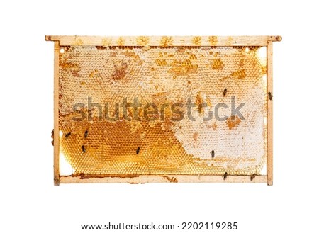 Similar – Image, Stock Photo many buzzing bees are working diligently on a honeycomb | noise