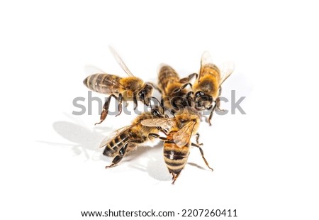 Similar – Image, Stock Photo many buzzing bees are working diligently on a honeycomb | noise