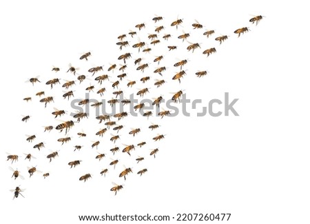 Similar – Image, Stock Photo many buzzing bees are working diligently on a honeycomb | noise