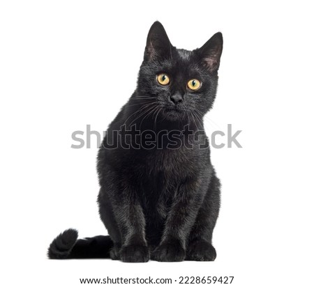 Similar – Image, Stock Photo Black cat looking at camera