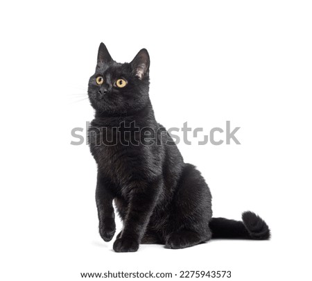 Similar – Image, Stock Photo Black cat looking at camera