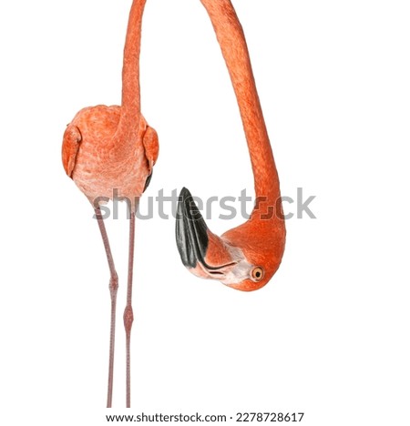 Portrait of a funny and cute American Flamingo upside down; head down. with a perspective effect shrinking the body which creates a lot of depth, isolated on white