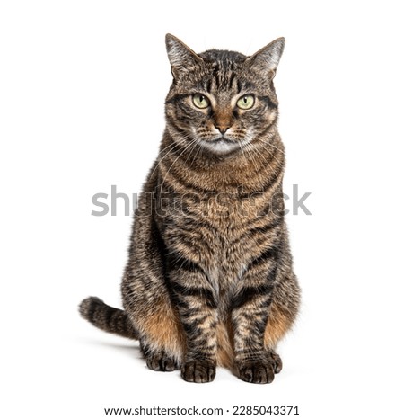 Similar – Image, Stock Photo white tabby cat with ear notch outside in the forest