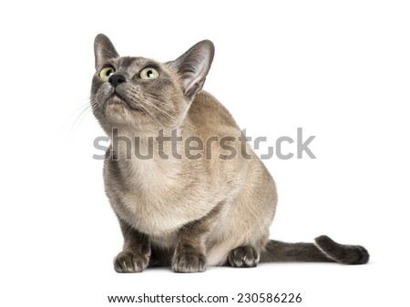 Tonkinese sitting, looking up, isolated on white (18 months old) Stock photo © 