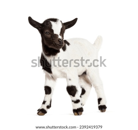 Similar – Image, Stock Photo Young goat Goats Animal