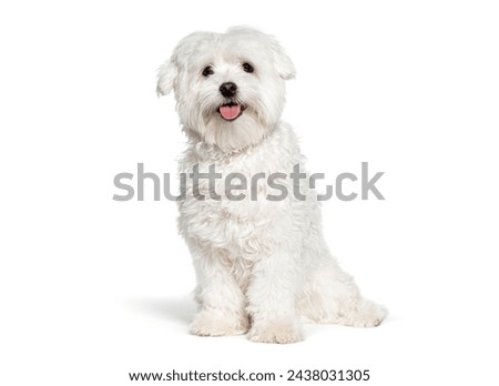 Similar – Image, Stock Photo Maltese dog on a spring day