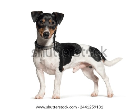 Similar – Image, Stock Photo Jack Russell terrier dog with empty plate on table. Portrait of cute dog