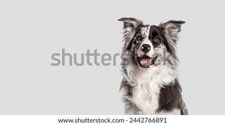 Similar – Image, Stock Photo cute border collie dog and two women legs relaxing in a van. travel concept