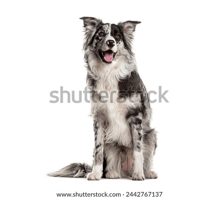 Similar – Image, Stock Photo cute border collie dog and two women legs relaxing in a van. travel concept