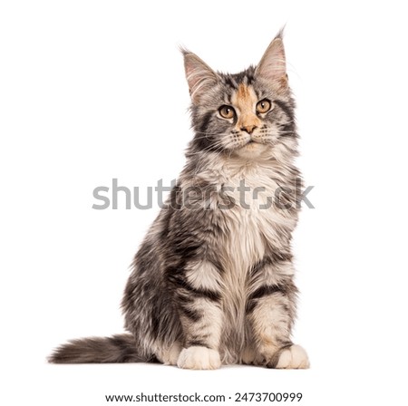 Similar – Image, Stock Photo Curiously, the Maine Coon cat peers over the edge of the sofa. Fotoline certainly doesn’t notice that she has snuck up and is about to chase her feet. Or maybe she does?