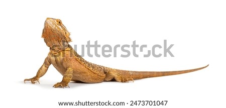 Similar – Image, Stock Photo bearded dragons Animal