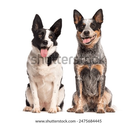 Similar – Image, Stock Photo Obedient attentive dog sitting beside crop owner working at desk at home