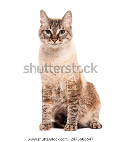 Portrait of a cat, long-haired mackerel sits in front of the balcony door and watches the rain outside