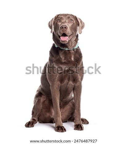 Similar – Foto Bild Glücklicher brauner Labrador Retriever in goldener Krone