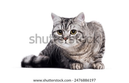 Similar – Image, Stock Photo white tabby British Shorthair cat meows in nature