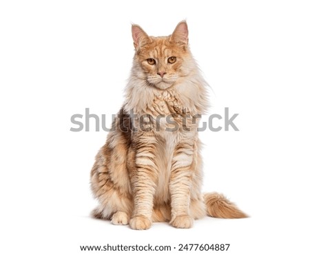 Image, Stock Photo Curiously, the Maine Coon cat peers over the edge of the sofa. Fotoline certainly doesn’t notice that she has snuck up and is about to chase her feet. Or maybe she does?