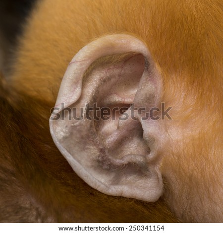 Close-up on the ear of a baby Francois Langur (1 month)