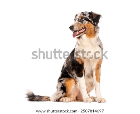 Similar – Image, Stock Photo Obedient attentive dog sitting beside crop owner working at desk at home
