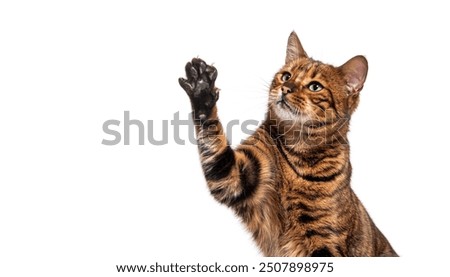 Similar – Image, Stock Photo cat raising paw reaching for camera on brown background