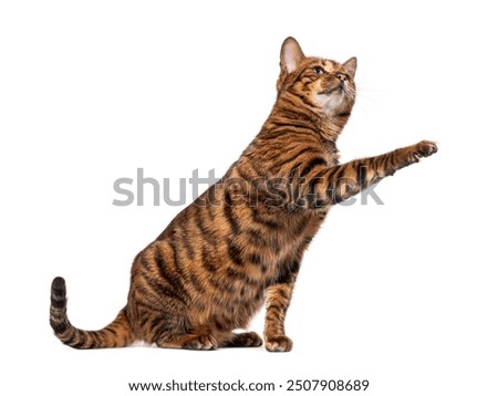 Similar – Image, Stock Photo cat raising paw reaching for camera on brown background