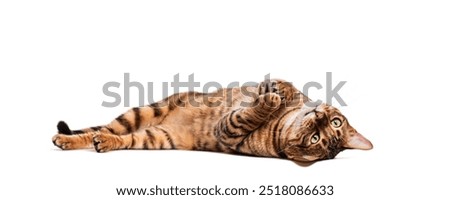 Similar – Image, Stock Photo Cat looks up at the countdown