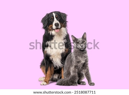 Similar – Image, Stock Photo Cat sitting in the window. It is looking directly in the camera. There is blue curtain behind it and a lot of copy space is available.