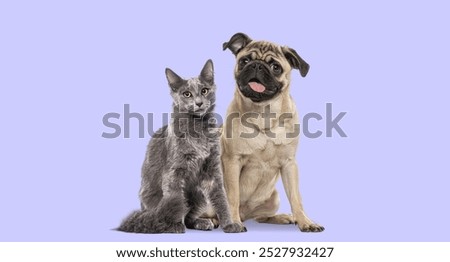 Similar – Image, Stock Photo Cat sitting in the window. It is looking directly in the camera. There is blue curtain behind it and a lot of copy space is available.