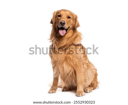 Similar – Foto Bild Bezaubernder Golden Retriever Hund im gelben Feld bei Sonnenuntergang. Wunderschönes Porträt eines jungen Hundes. Haustiere im Freien und Lebensstil