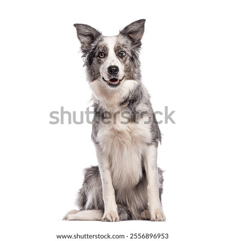 Similar – Image, Stock Photo Obedient attentive dog sitting beside crop owner working at desk at home