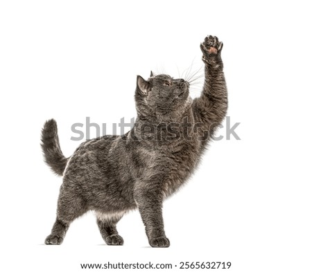 Similar – Image, Stock Photo cat raising paw reaching for camera on brown background