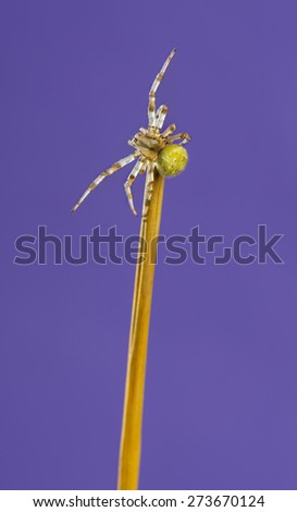 European garden spider, Araneus diadematus, on a blade of grass in front of a purple background