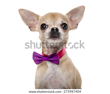 Chihuahua wearing a bow tie in front of a white background