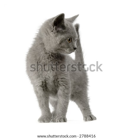 Chartreux Kitten in front of a white background