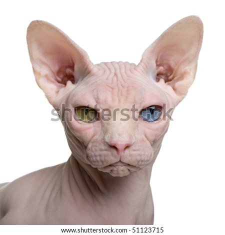 Similar – Image, Stock Photo Sphynx cat on shoulder of owner