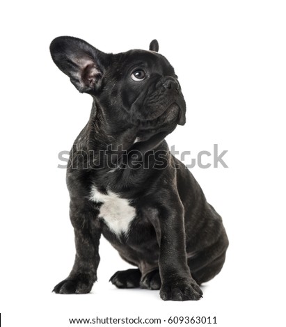 Similar – Image, Stock Photo French Bulldog with young woman in headphones smiling while lying on the couch