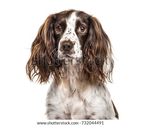 Similar – Image, Stock Photo Springer spaniel dog with wet fur by a beach