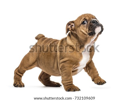 Similar – Foto Bild Englische Bulldogge Welpe auf der Straße