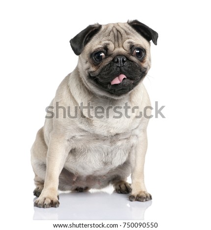 pug (2 years old) in front of a white background Photo stock © 