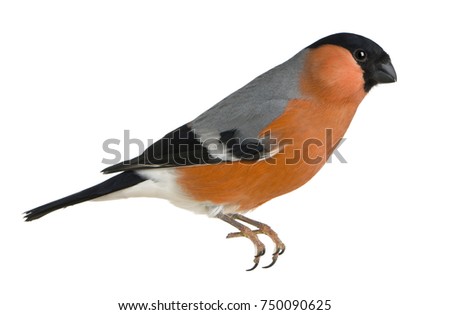 Similar – Image, Stock Photo Bullfinch, Pyrrhula pyrrhula, Eurasian bullfinch