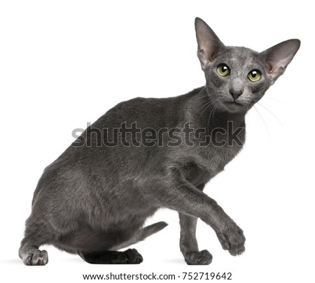 Shutterstock Puzzlepix