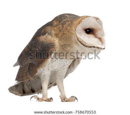 Barn Owl /"Forward/" Tyto alba Original Graphite Drawing PRINT Raptor Bird Nature