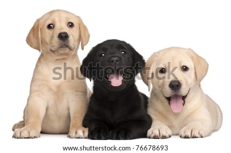 Similar – Image, Stock Photo Cute black puppy sitting in street